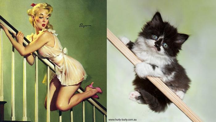 кошки и девушки в стиле пин-ап, девушки как кошки, кошки, девушки, девушки пин-ап, пин-ап, pin-up